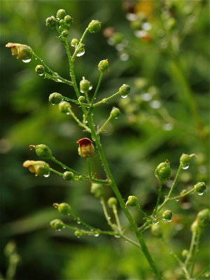Scrophularia marilandica (Maryland Figwort)