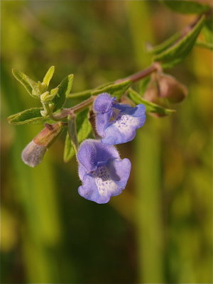 Scutellaria galericulata (Common Skullcap)