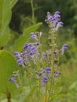 Scutellaria incana (Downy Skullcap)