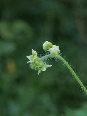 Sicyos angulatus (Bur-Cucumber)