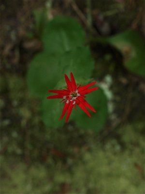 Silene rotundifolia (Round-Leaved Catchfly)