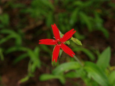 Silene virginica (Fire Pink)