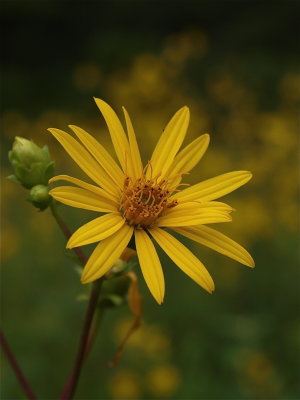 Silphium trifoliatum (Cup-Plant)