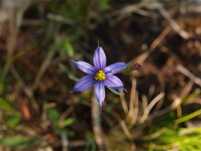 Sisyrinchium species (Blue-Eyed Grass)
