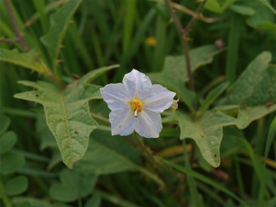 Solanum caroliniense (Horse-Nettle)