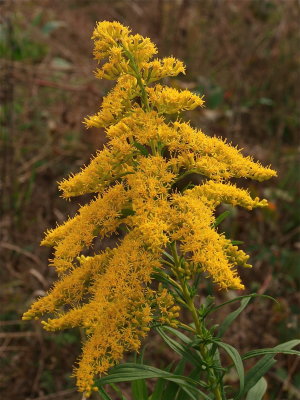 Solidago altissima (Tall Goldenrod)