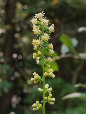 Solidago bicolor (Silverrod)