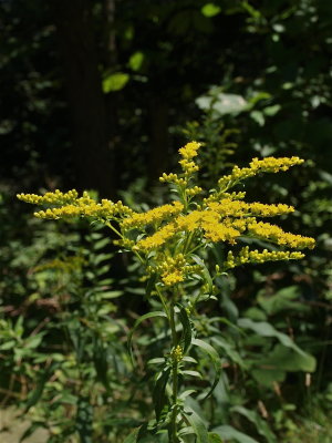 Solidago juncea (Early Goldenrod)