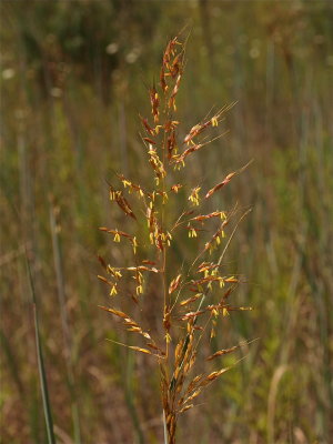 Sorghastrum nutans (Indian Grass)