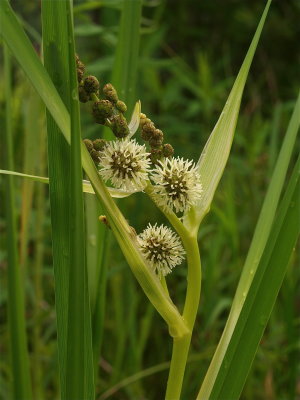 Sparganium species (Bur-Reed)