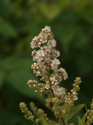 Spiraea alba (Meadowsweet)