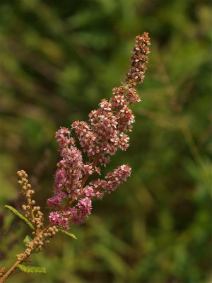 Spiraea tomentosa (Steeplebush)