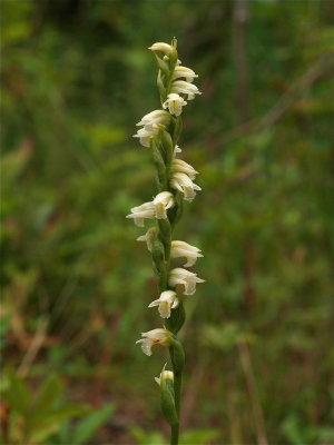 Spiranthes casei (Case’s Ladies’-Tresses)
