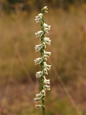 Spiranthes lacera (Slender Ladies'-Tresses)