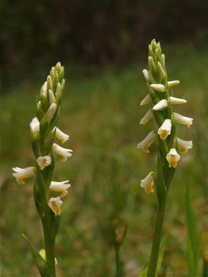Spiranthes lucida (Wide-Leaved Ladies’-Tresses)