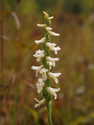 Spiranthes magnicamporum (Great Plains Ladies'-Tresses)