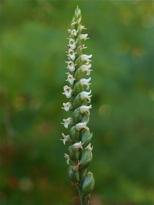 Spiranthes ovalis (Oval Ladies'-Tresses)