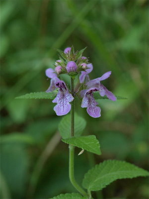 Stachys tenuifolia (Smooth Hedge-Nettle)