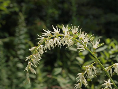 Stenanthium gramineum (Featherbells)