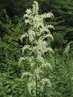 Stenanthium gramineum (Featherbells) - Large Cluster