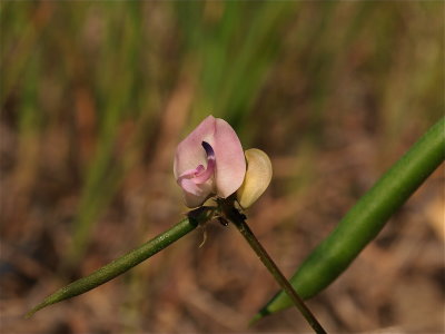 Strophostyles helvola (Trailing Wild Bean)