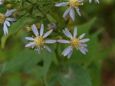 Symphyotrichum cordifolium (Heart-Leaved Aster)