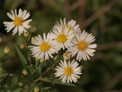 Symphyotrichum lanceolatum (Panicled Aster)