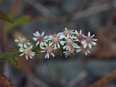 Symphyotrichum lateriflorum (Calico Aster)