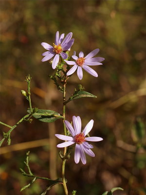 Symphyotrichum laeve (Smooth Aster)