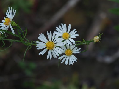Symphyotrichum pilosum (Frost Aster)