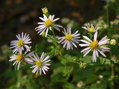 Symphyotrichum prenanthoides (Crooked-Stemmed Aster)