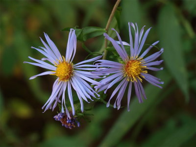Symphyotrichum puniceum (Purple-Stemmed Aster)