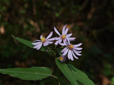 Symphyotrichum shortii (Short's Aster)