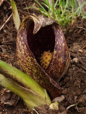 Symplocarpus foetidus (Skunk Cabbage)