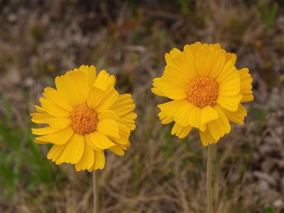 Tetraneuris herbacea (Lakeside Daisy)