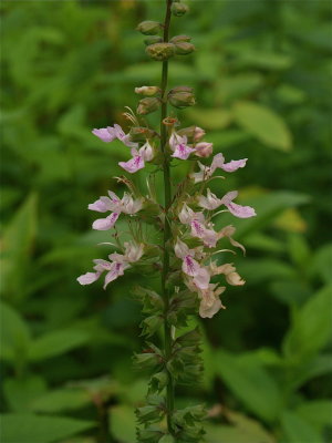 Teucrium canadense (Germander)