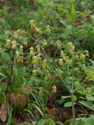 Thalictrum dioicum (Early Meadow-Rue)