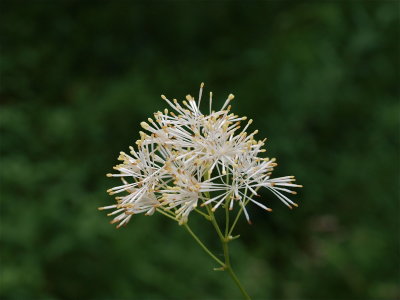 Thalictrum pubescens (Tall Meadow-Rue)