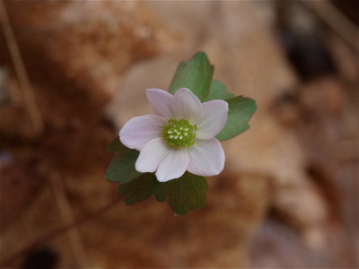 Thalictrum thalictroides (Rue-Anemone)