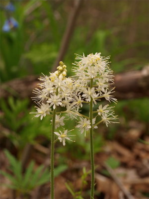 Tiarella cordifolia (Foamflower)