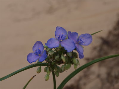 Tradescantia species (Spiderwort)