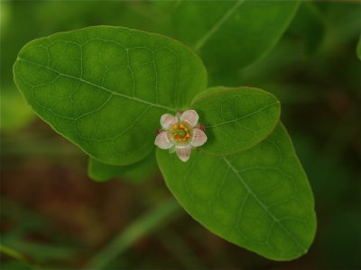 Triadenum species (Marsh St. Johnswort)