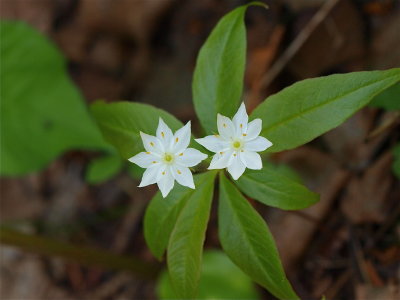 Trientalis borealis (Starflower)