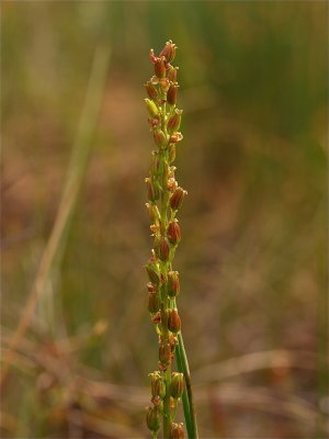 Triglochin maritima (Common Arrow-Grass)