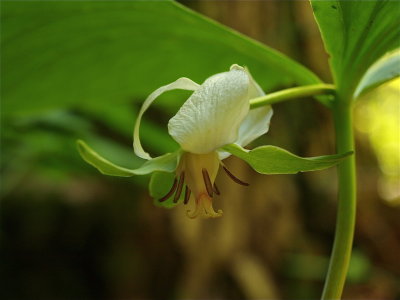 Trillium cernuum (Nodding Trillium)
