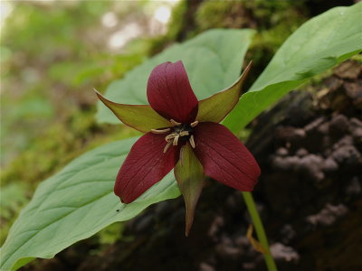 Trillium erectum (Red Trillium)