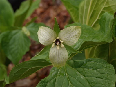 Trillium erectum (Red Trillium) - Cream-Colored Flower