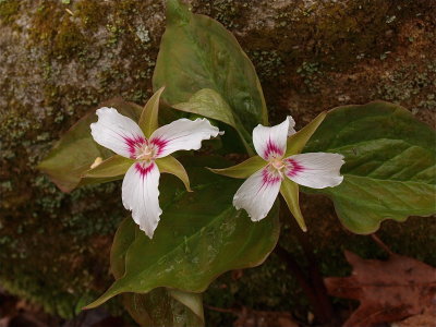 Trillium undulatum (Painted Trillium)