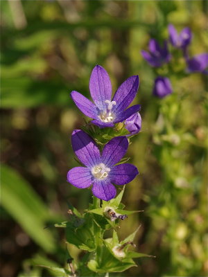 Triodanis perfoliata (Venus' Looking-Glass)