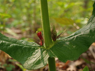 Triosteum perfoliatum (Feverwort)